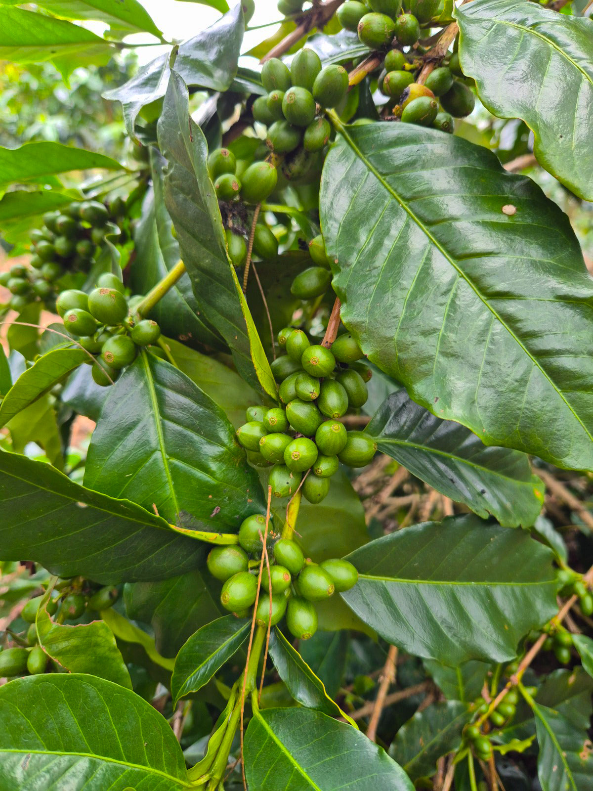 STACH Koffiebonen - 1 kg